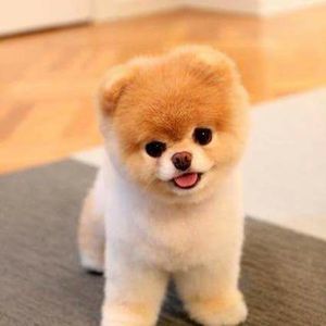 Meet your Posher, Enma l